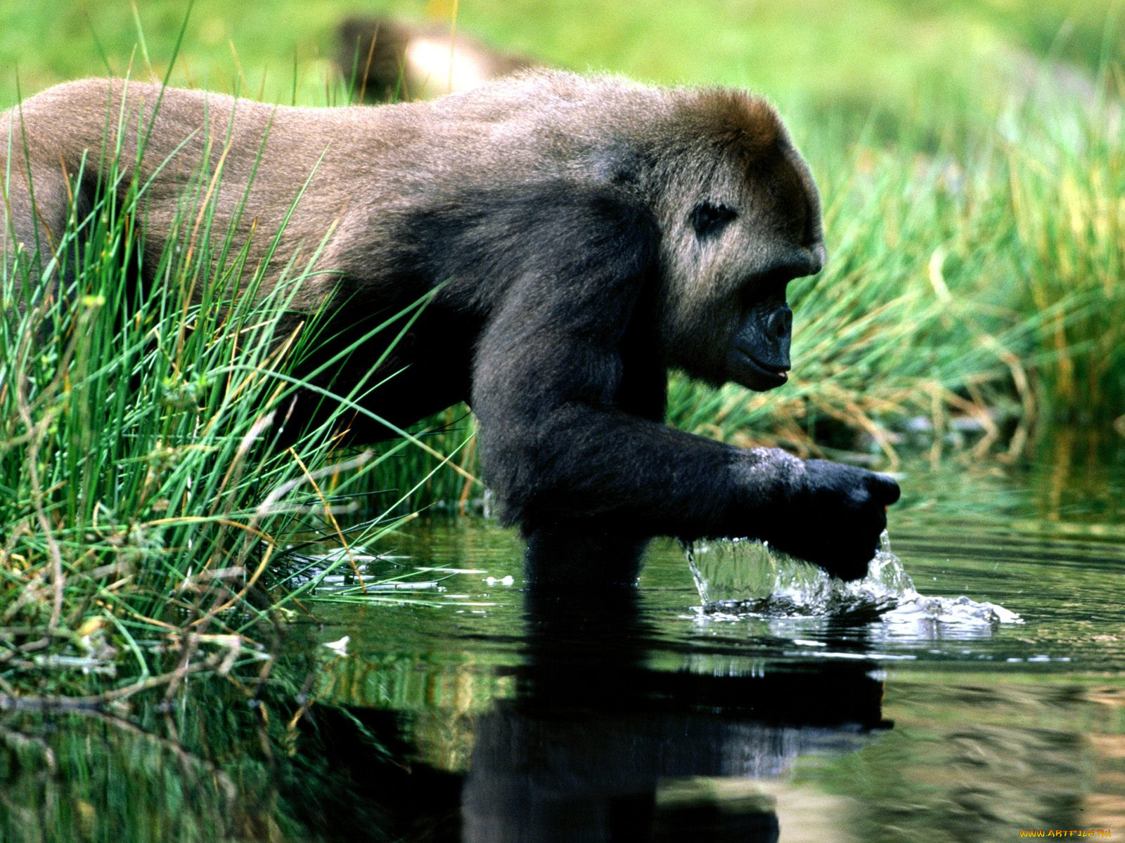 spring, break, gorilla, , 